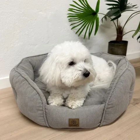 Ollipet Quinn hundeseng