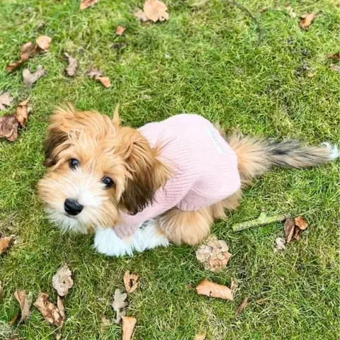 Den søde Im Pawsome hundesweater str M Wilma 3,5 måned gammel Coton de Tulear/bichon havanais hvalp