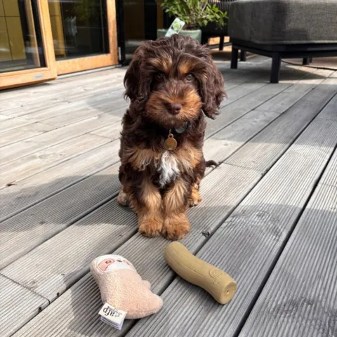 Sød hund med hundebamse og latex legetøj fra All for Paws