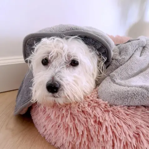 Hunden bliver rolig når den tørres