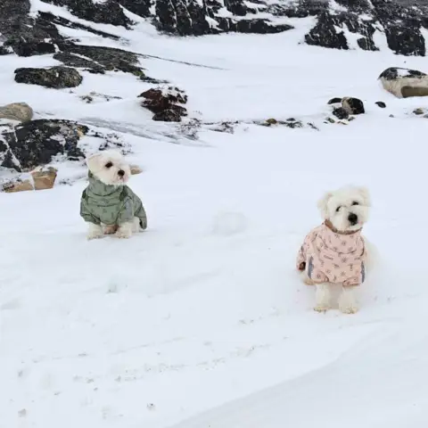 Ollipet For Wagging Tails | Polar Vinterjakke er en varm hundejakke til hunde