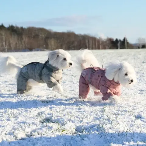 Vintertøj til din hund
