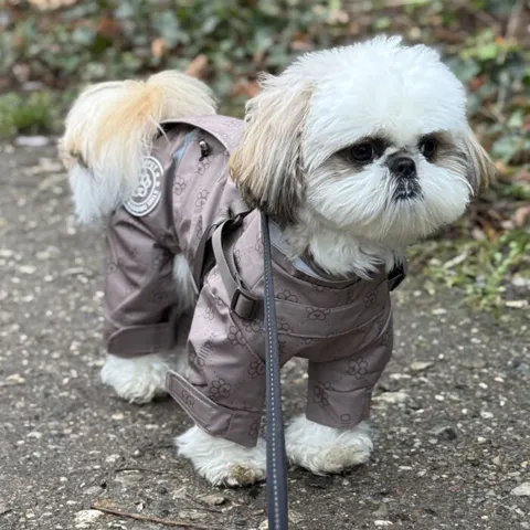 En lækker regndragt fra Ollipet her er det en Shih Tzu der passer en str XL