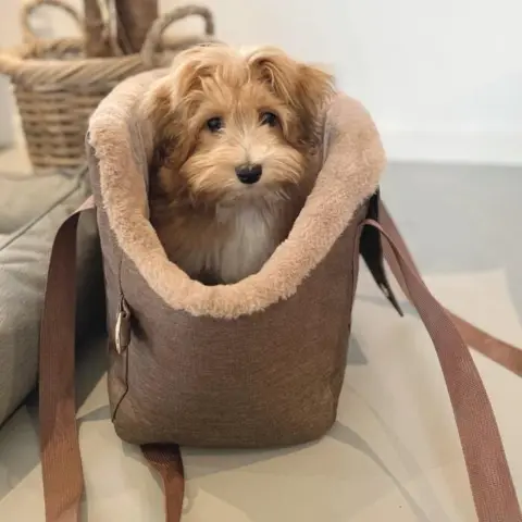 Wilma på 3,5 måned i den smarte Ollipet New york hundetaske str Small