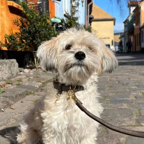 Ollipet Luxor Halsbånd