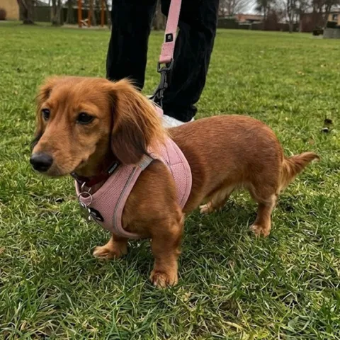 Ollipet For Wagging Tails | Step in Sele Pudder Rosa