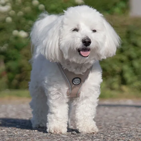 Ollipet For Wagging Tails | Step in Sele