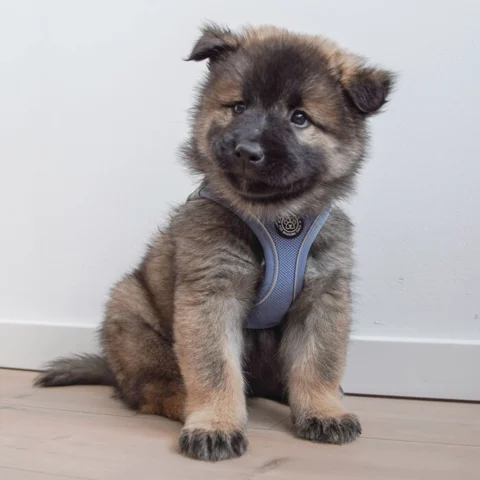 Eurasier hvalp bruger str. S | Denim Blue
