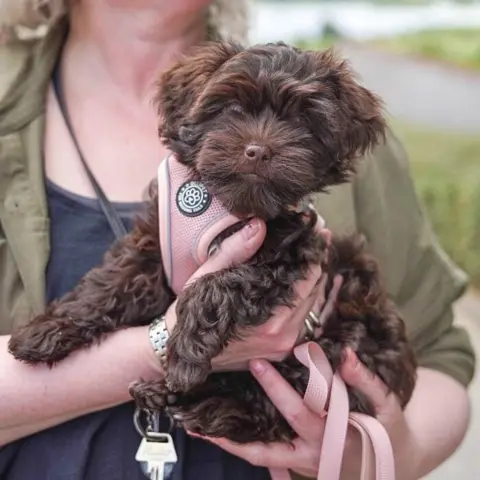 Praktisk og flot hvalpesele fra Ollipet. Her ses Carla på 12 uger med en str XS. Carla er en blandning af en puddel, havanneser og Shih tzu
