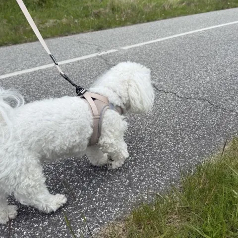 Ollipet For Wagging Tails | Step in Sele