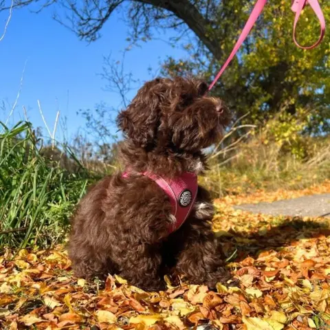 Ollipet For Wagging Tails | Step in Sele