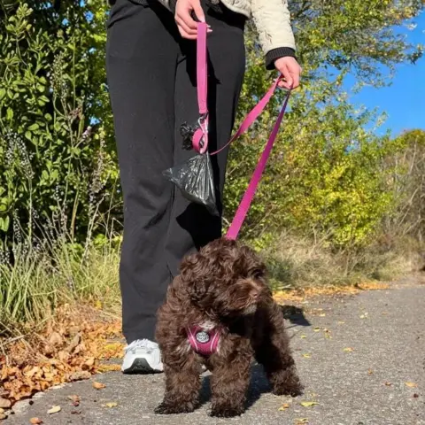 Ollipet For Wagging Tails | Hundesnor