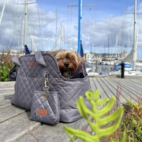Alex som er en lille Yorkshire Terrier nyder livet i sin dejlige hundetaske
