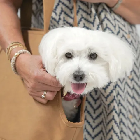 Ollipet Nice Hundetaske