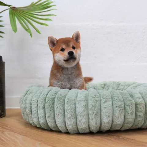 Shiba hvalp på 8 uger i en Bella Bloom Green hundeseng