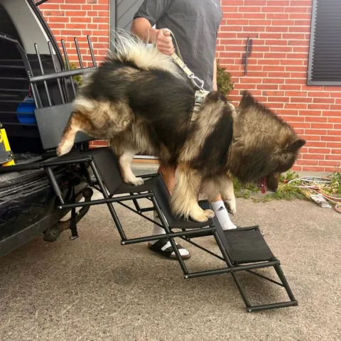 Eurasier på vej ned af foldbar hundetrappe