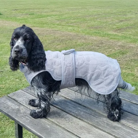 Det bedste tørredækken til din hund