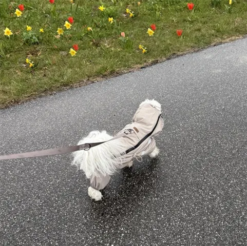 Ollipet Poncho Regndragt | str 34 cm. til en Coton de Tulear på 6 kg