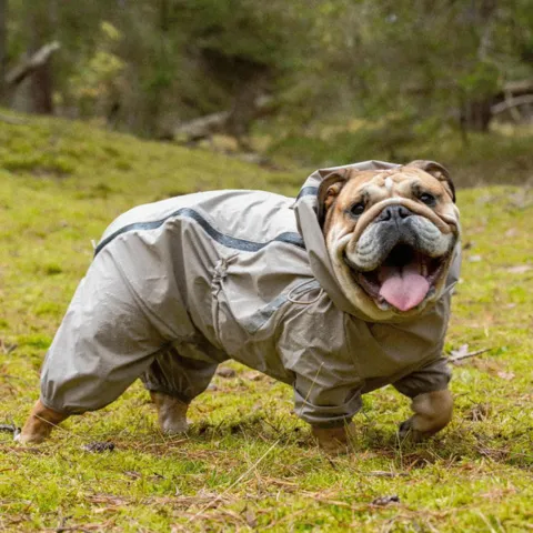Regndragt til engelsk bulldog i str. 2XL med korte ben