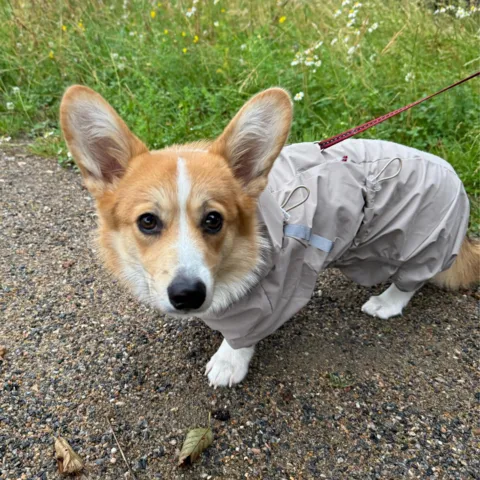 Ollipet Poncho Regndragt | Khaki