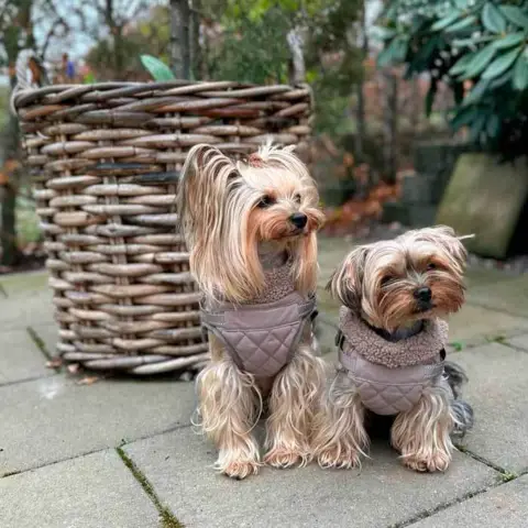 Ollipet Aarhus Hundejakke også til yorkshier terrier