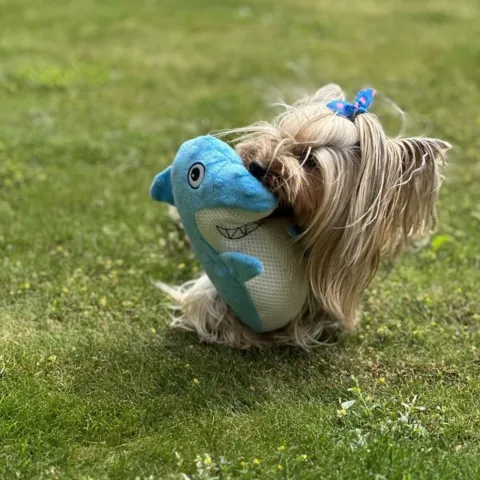 Yorkshire Terrier leger med henrik haj