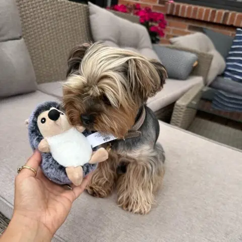 Pindsvin bamse str. Small med yorkshire terrier
