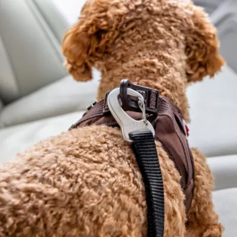 Bilsele til hunde fra Curli