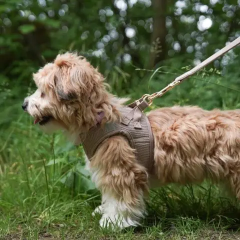 Wilma i en str. small | Khaki
