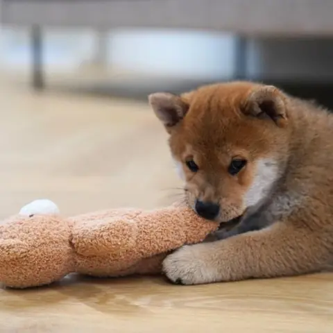 Ollipet Snuggle Buddies Teddy Bear