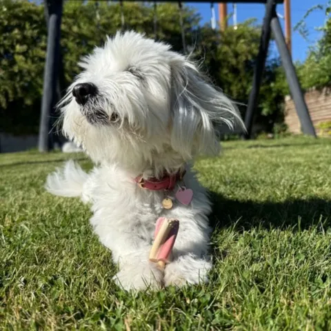 Hund nyder en kold hundeis på en sommerdag