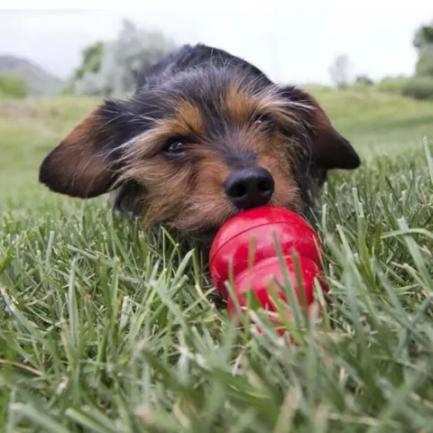 Fyld din KONG med Easy Treat og læg den i fryseren – for en ekstra lang og sjov udfordring til din hund