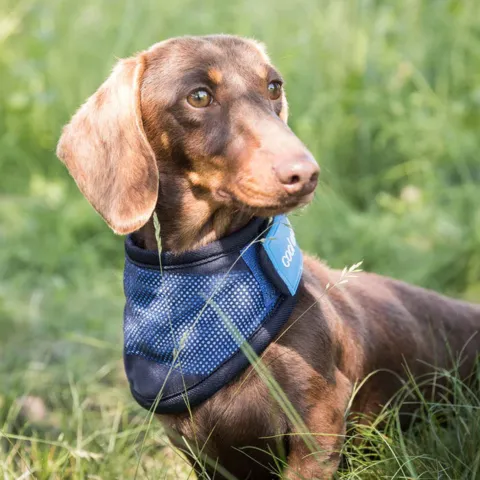 Cool on Track Kølende Hundetørklæde