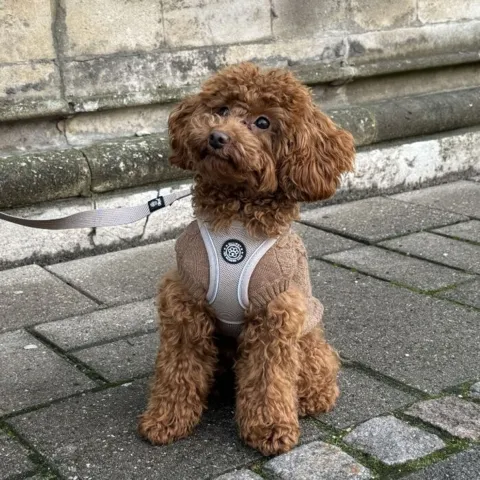 Ollipet for Wagging Tails | Hundesweater