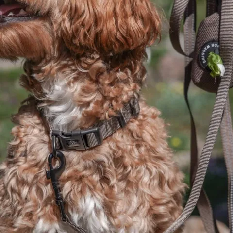 Mokka Ollipet Hundehalsbånd