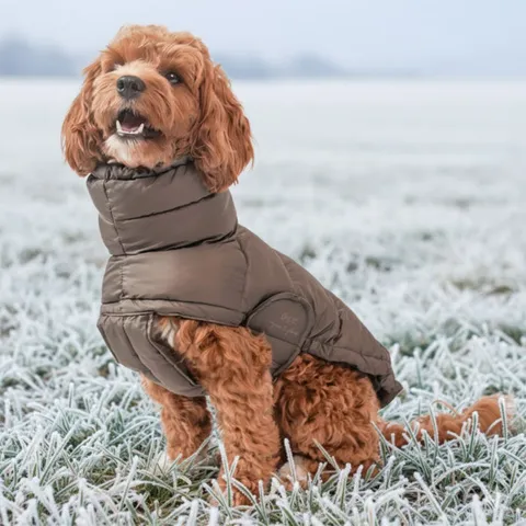 Den perfekte hundejakke til vinter