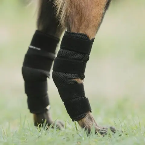 Back on Track Dixie Hasebandage