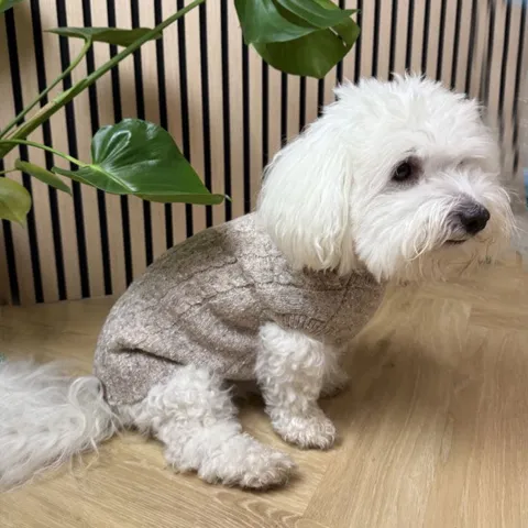 Ollipet Camel Sweater