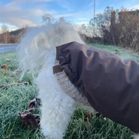 Sæt med lækker hundesweater og mokkafarvet vinterjakke