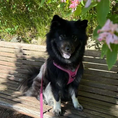 Eurasier i Sweet Cherry str. L