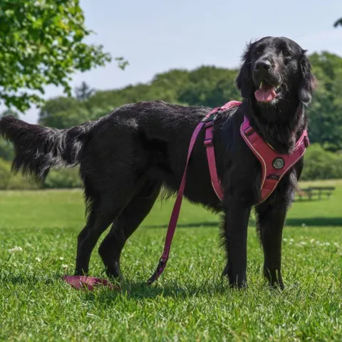 Flat Coated Retriever i Sweet Cherry str. L