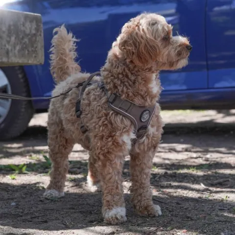 Doodle i Mokka Adventure Hundesele str. S