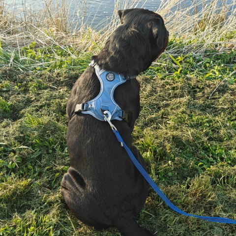 Rottweiler i Ollipet Adventure Sele Denim Blue str. XL