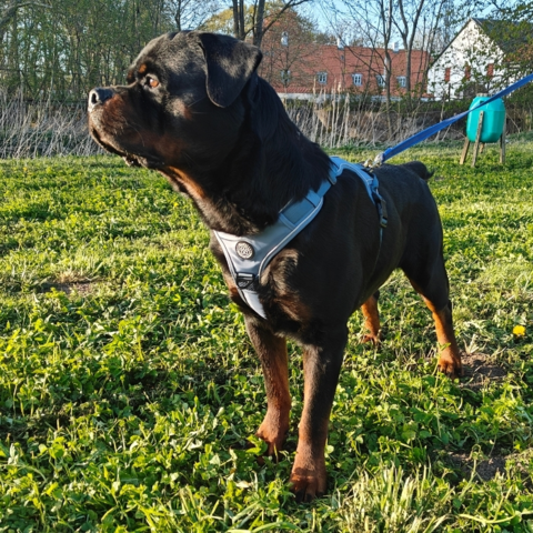 Rottweiler i Denim Blue str. XL