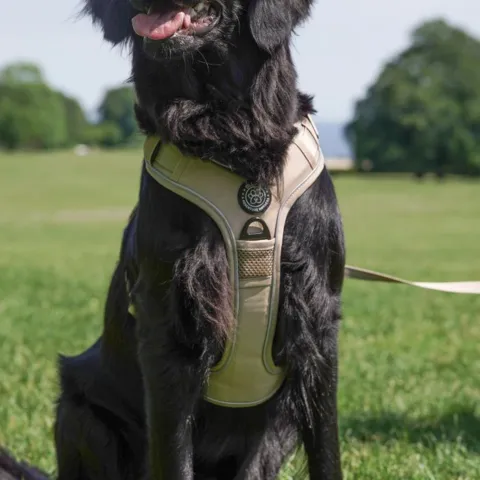 Khaki Ollipet Adventure hundesele