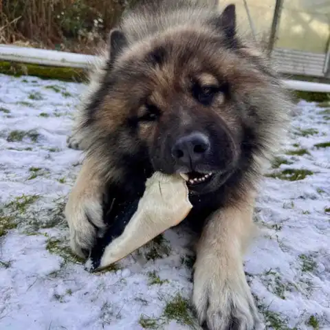 Massere af tyggetid i Njord Pet Oksechips!