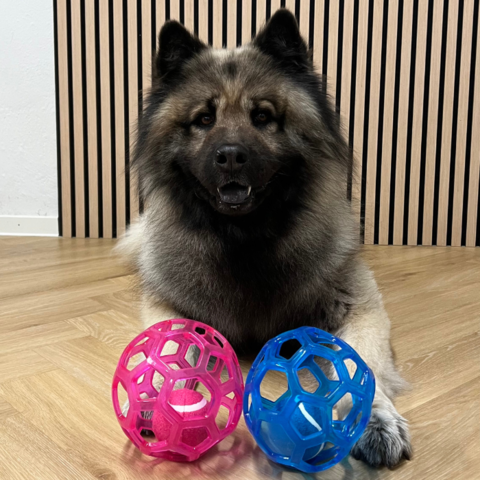 Eurasier med 2 sjove flexbolde