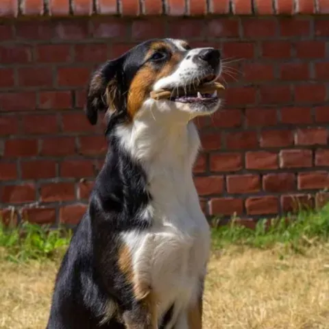 Hund med Ozami Premium Protein Bar tyggepind i munden