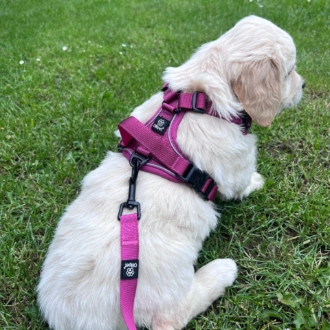 Golden Retriever Hundehvalp på 7 uger i str. XS