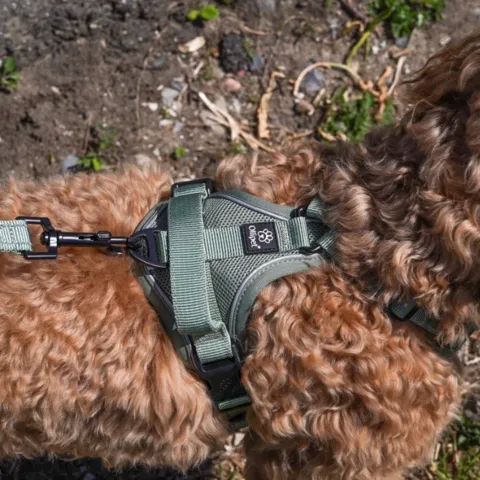 Ollipet for wagging tails | Airflex hundesele Forrest Green